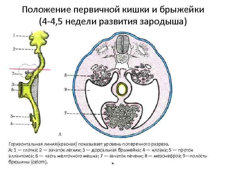 Положение первичной кишки и брыжейки (4 -4, 5 недели развития зародыша) Горизонтальная линия(красная) показывает