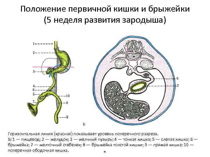 Положение первичной кишки и брыжейки (5 неделя развития зародыша) Горизонтальная линия (красная) показывает уровень