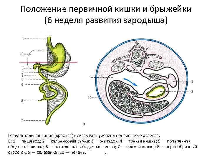 Положение первичной кишки и брыжейки (6 неделя развития зародыша) Горизонтальная линия (красная) показывает уровень