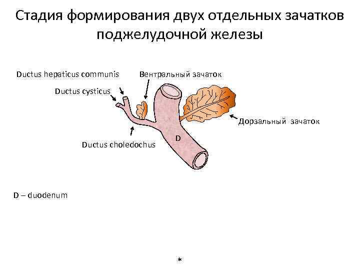 Стадия формирования двух отдельных зачатков поджелудочной железы Ductus hepaticus communis Вентральный зачаток Ductus cysticus