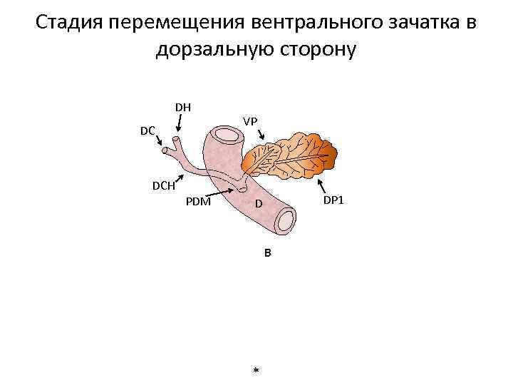 Стадия перемещения вентрального зачатка в дорзальную сторону DH DC VP DCH PDM DP 1