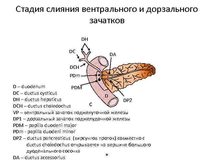 Стадия слияния вентрального и дорзального зачатков DH DC DA DCH PDm D – duodenum