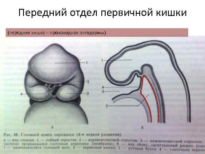 Передний отдел первичной кишки (передняя кишка – производная энтодермы) 