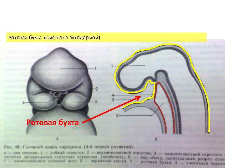 Ротовая бухта (выстлана эктодермой) Ротовая бухта 