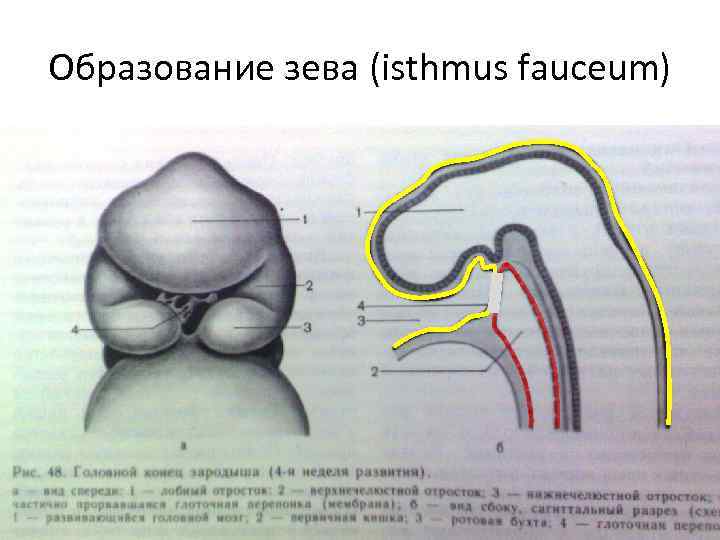 Образование зева (isthmus fauceum) 