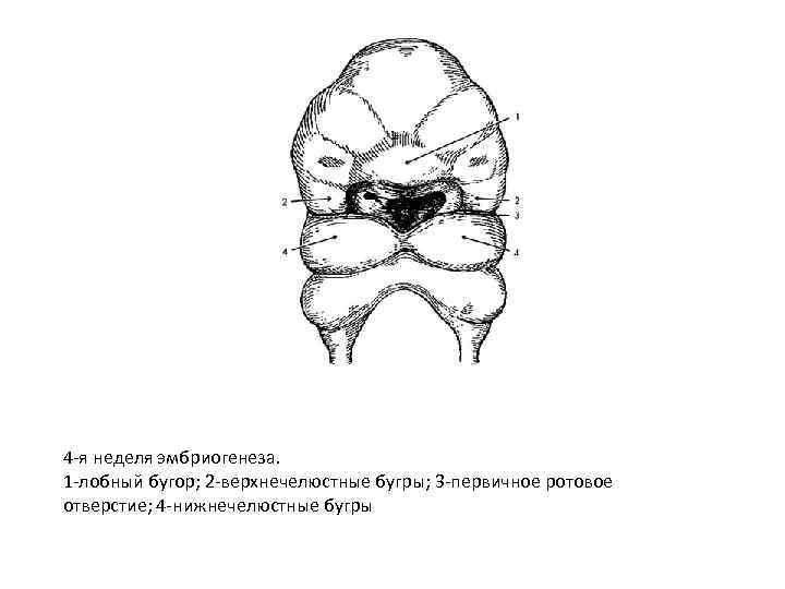 4 -я неделя эмбриогенеза. 1 -лобный бугор; 2 -верхнечелюстные бугры; 3 -первичное ротовое отверстие;