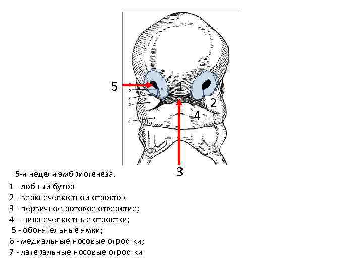 5 1 4 5 -я неделя эмбриогенеза. 1 - лобный бугор 2 - верхнечелюстной