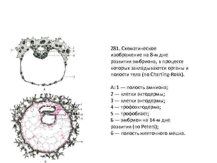 281. Схематическое изображение на 8 -м дне развития эмбриона, в процессе которых закладываются органы