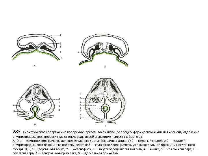 283. Схематическое изображение поперечных срезов, показывающее процесс формирования кишки эмбриона, отделение внутризародышевой полости тела