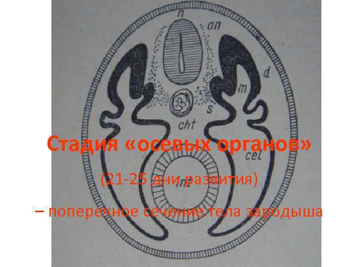 Стадия «осевых органов» (21 -25 дни развития) – поперечное сечение тела зародыша 