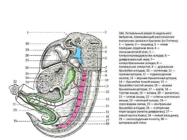 284. Латеральный разрез 6 -недельного эмбриона, показывающий расположение внутренних органов и брыжеек (по Петтену).