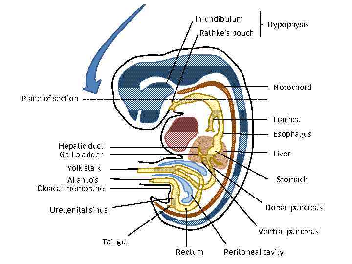 Infundibulum Rathke’s pouch Hypophysis Notochord Plane of section Trachea Esophagus Hepatic duct Gall bladder