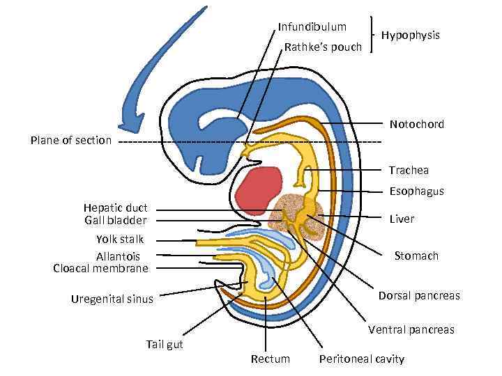 Infundibulum Rathke’s pouch Hypophysis Notochord Plane of section Trachea Esophagus Hepatic duct Gall bladder