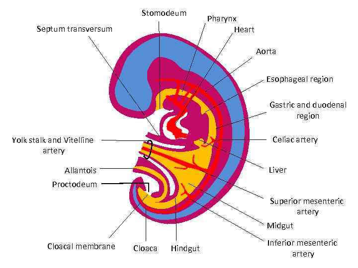 Stomodeum Septum transversum Pharynx Heart Aorta Esophageal region Gastric and duodenal region Celiac artery