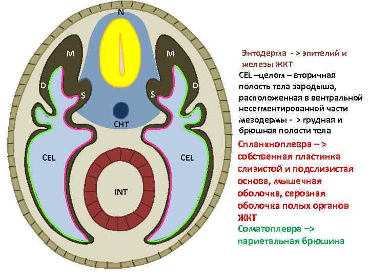 N M M D S S D CHT CEL INT Энтодерма - > эпителий