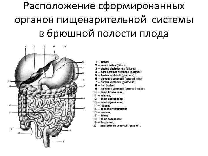 Расположение сформированных органов пищеварительной системы в брюшной полости плода 