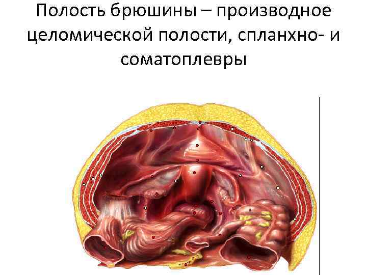 Полость брюшины – производное целомической полости, спланхно- и соматоплевры 