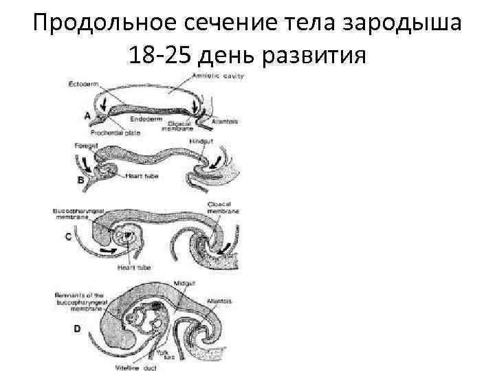 Продольное сечение тела зародыша 18 -25 день развития 