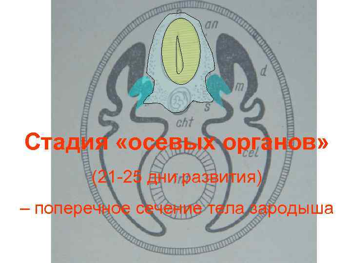 Стадия «осевых органов» (21 -25 дни развития) – поперечное сечение тела зародыша 