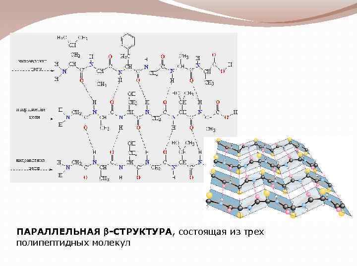 ПАРАЛЛЕЛЬНАЯ b-СТРУКТУРА, состоящая из трех полипептидных молекул 