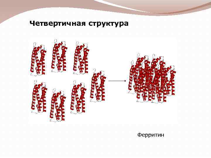 Четвертичная структура Ферритин 