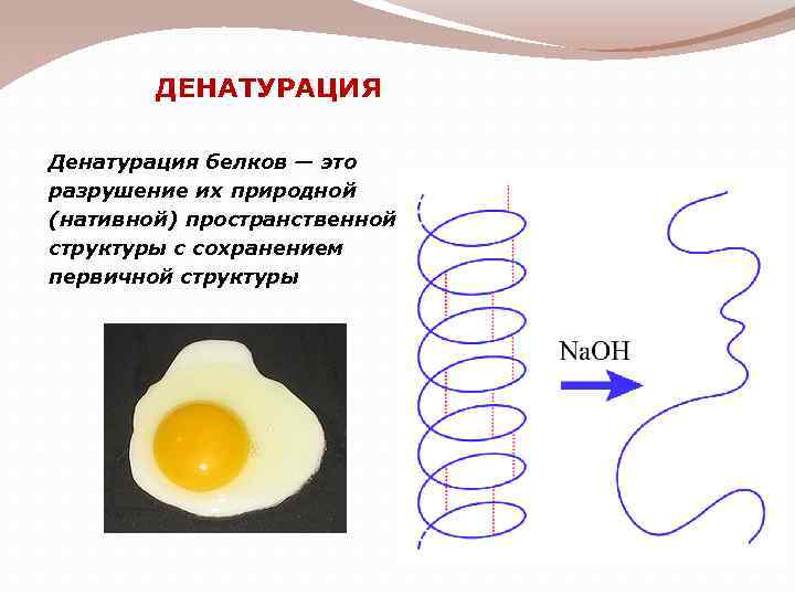 Схема денатурации белка