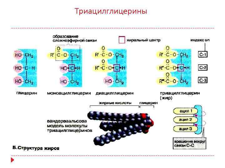 Триацилглицерины 