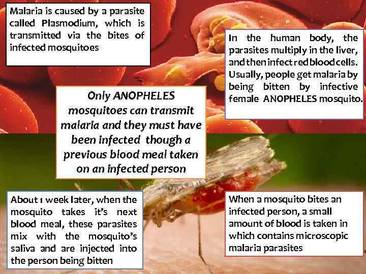 Malaria is caused by a parasite called Plasmodium, which is transmitted via the bites