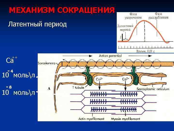 МЕХАНИЗМ СОКРАЩЕНИЯ Латентный период ++ Са -4 10 мольл -8 10 мольл 