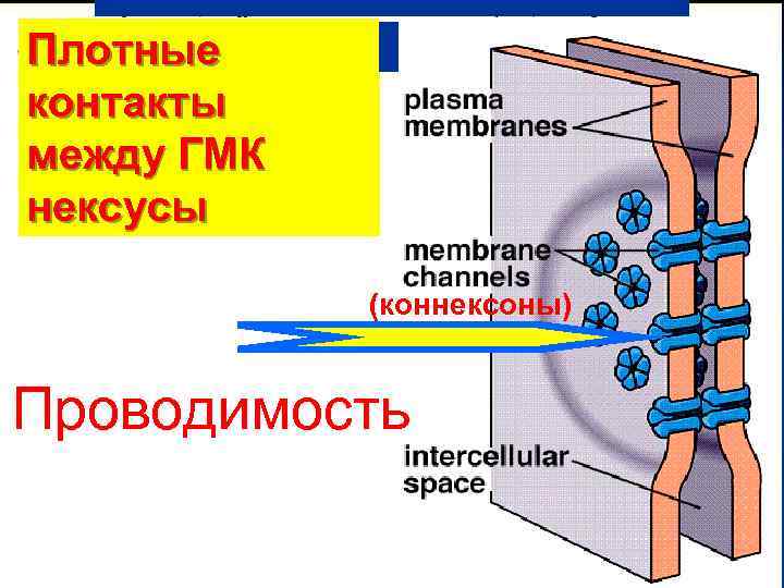 Плотные контакты между ГМК нексусы (коннексоны) Проводимость 