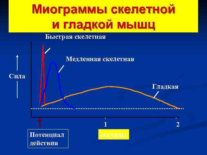 Миограммы скелетной Muscle Revisited и гладкой мышц Быстрая скелетная Медленная скелетная Сила Гладкая Потенциал