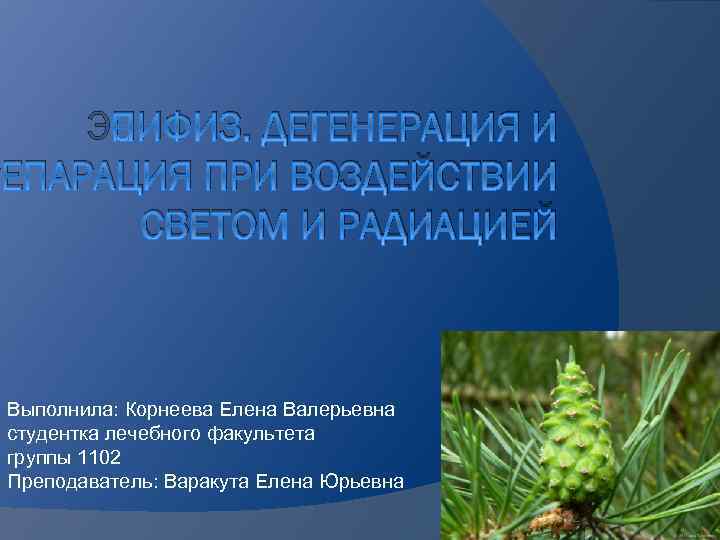 ЭПИФИЗ. ДЕГЕНЕРАЦИЯ И РЕПАРАЦИЯ ПРИ ВОЗДЕЙСТВИИ СВЕТОМ И РАДИАЦИЕЙ Выполнила: Корнеева Елена Валерьевна студентка