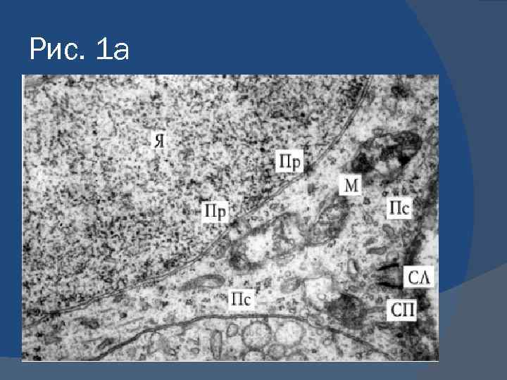 Рис. 1 а 