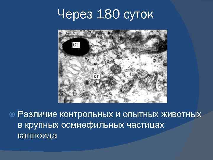 Через 180 суток Различие контрольных и опытных животных в крупных осмиефильных частицах каллоида 