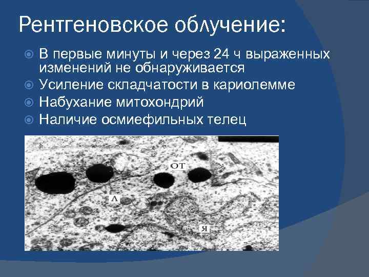 Рентгеновское облучение: В первые минуты и через 24 ч выраженных изменений не обнаруживается Усиление