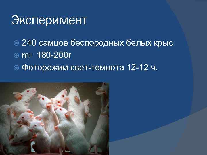 Эксперимент 240 самцов беспородных белых крыс m= 180 -200 г Фоторежим свет-темнота 12 -12