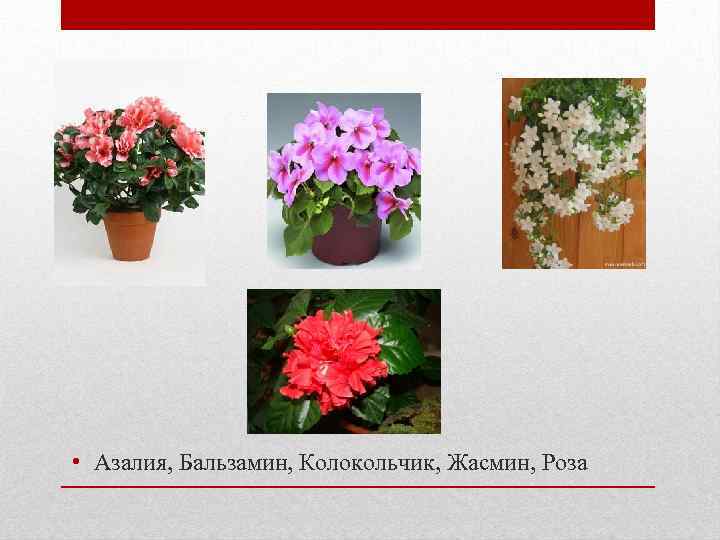  • Азалия, Бальзамин, Колокольчик, Жасмин, Роза 