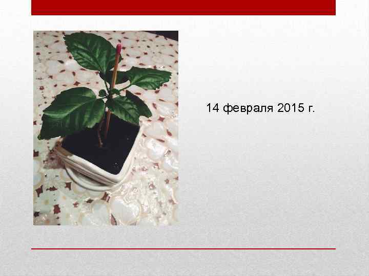 14 февраля 2015 г. 