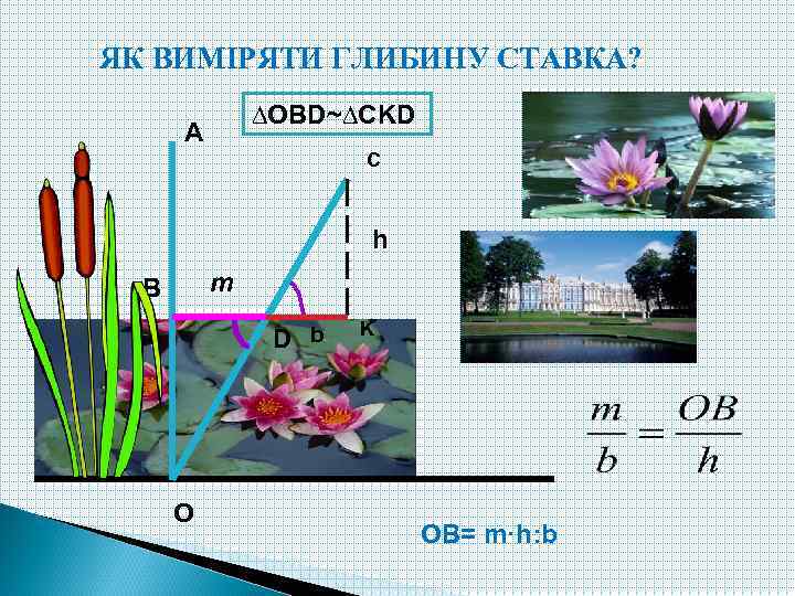 ЯК ВИМІРЯТИ ГЛИБИНУ СТАВКА? ∆OВD~∆СKD A C h m B D b O K