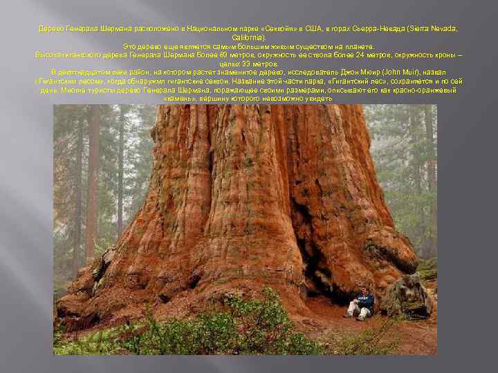 Дерево Генерала Шермана расположено в Национальном парке «Секвойя» в США, в горах Сьерра-Невада (Sierra