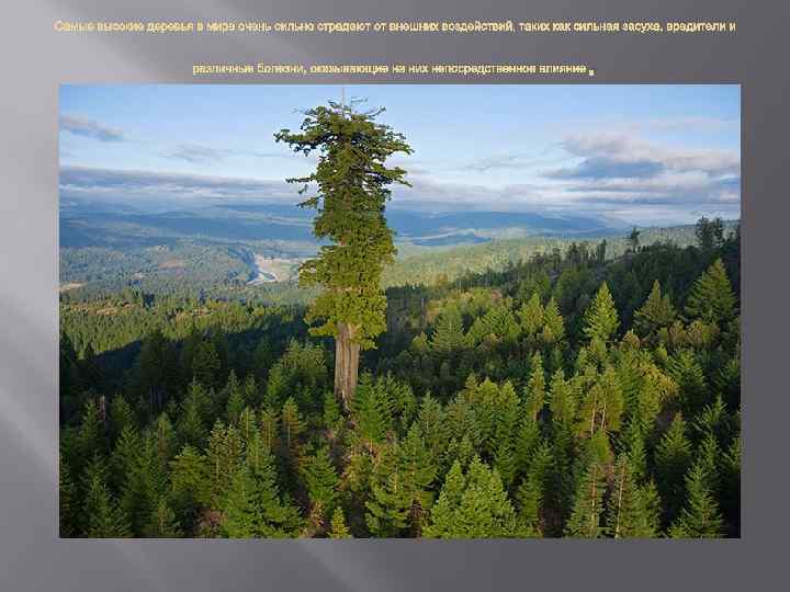 Самые высокие деревья в мире очень сильно страдают от внешних воздействий, таких как сильная