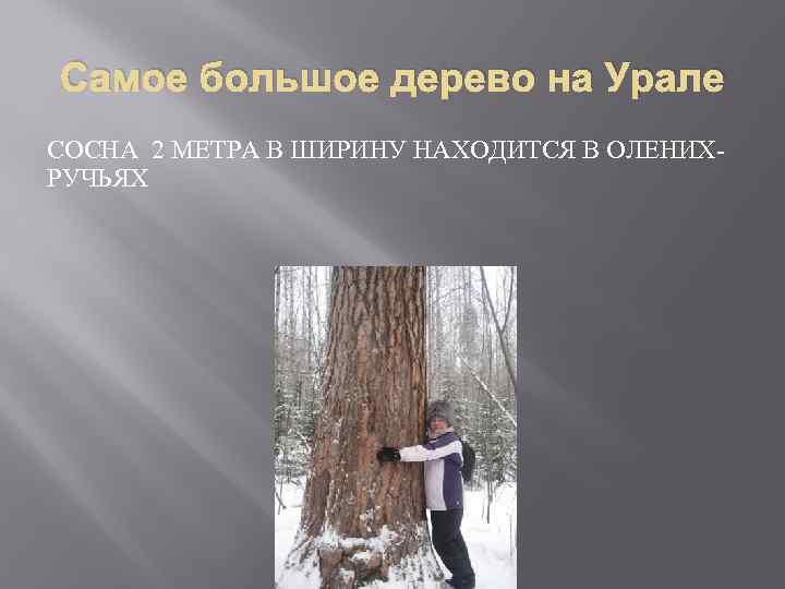 Самое большое дерево на Урале СОСНА 2 МЕТРА В ШИРИНУ НАХОДИТСЯ В ОЛЕНИХРУЧЬЯХ 