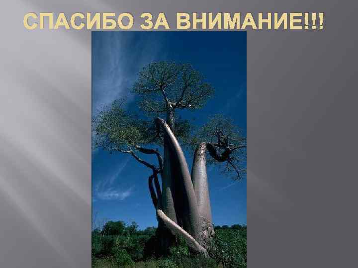 СПАСИБО ЗА ВНИМАНИЕ!!! 