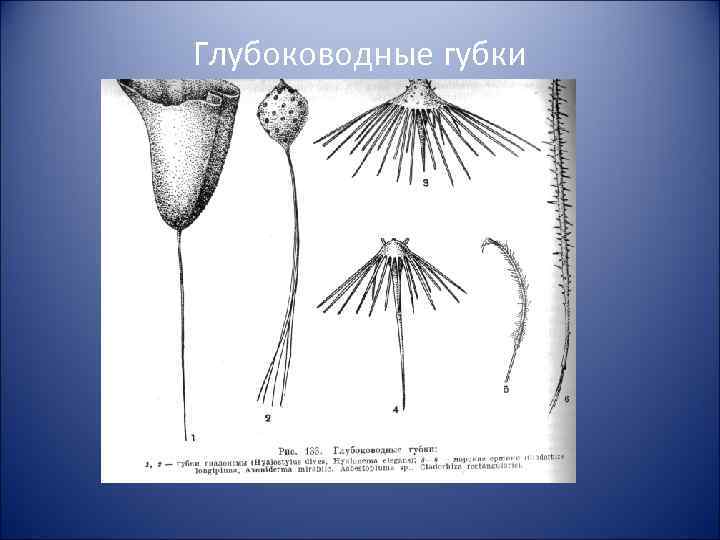Глубоководные губки 