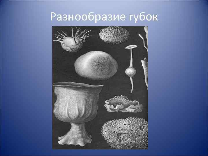 Разнообразие губок 