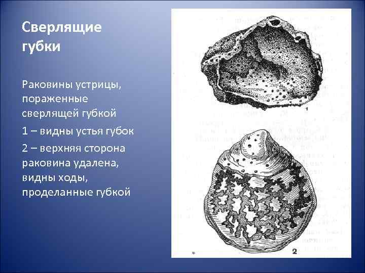 Сверлящие губки Раковины устрицы, пораженные сверлящей губкой 1 – видны устья губок 2 –