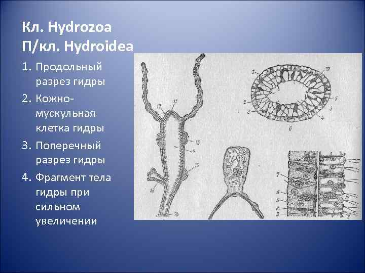 Кл. Hydrozoa П/кл. Hydroidea 1. Продольный разрез гидры 2. Кожномускульная клетка гидры 3. Поперечный