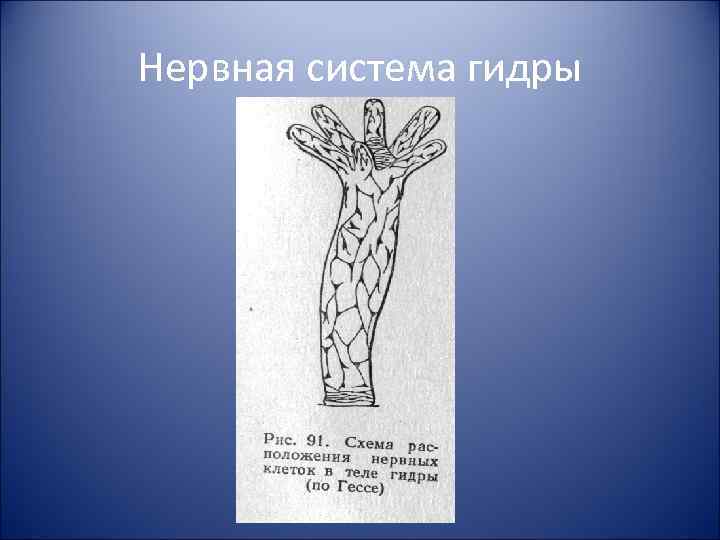 Нервная система гидры 