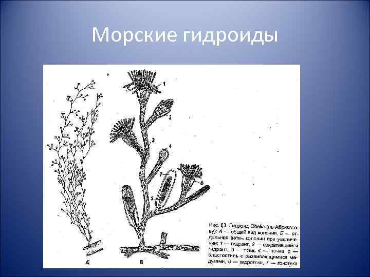 Морские гидроиды 