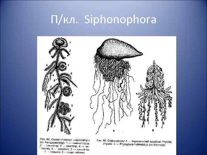 П/кл. Siphonophora 